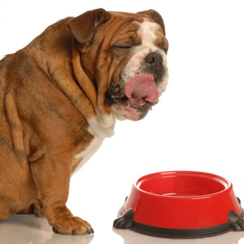 Pet Obesity: A Growing Concern