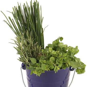 10 Herbs You Can Grow in Containers