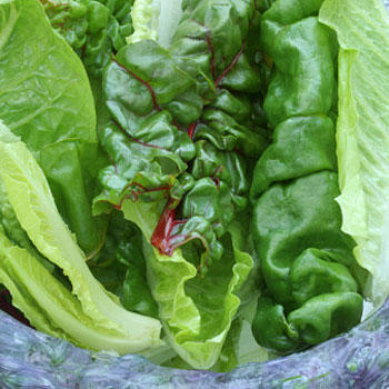 Swiss Chard – What Do I Do With That?