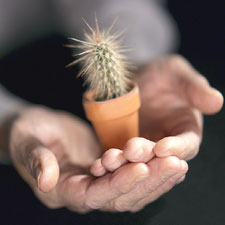 Cactus Diet