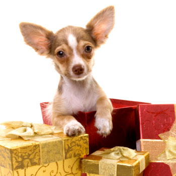 6 Perfect Pet Presents (Bone-Us Tip)