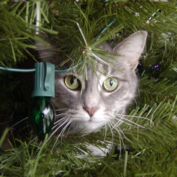 8 Pet Hazards: Prevent an Unhappy Holiday