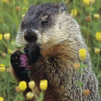 Hog Wild! Ways to Celebrate Groundhog Day