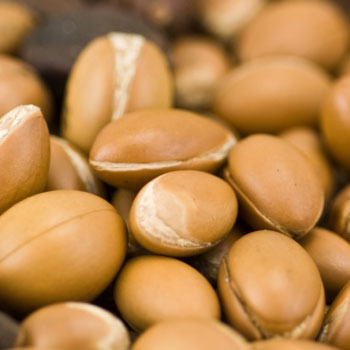 Argan Oil: The Newest Super Beauty Ingredient